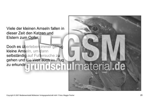 Bilderbuch-Amsel-SW-20.pdf